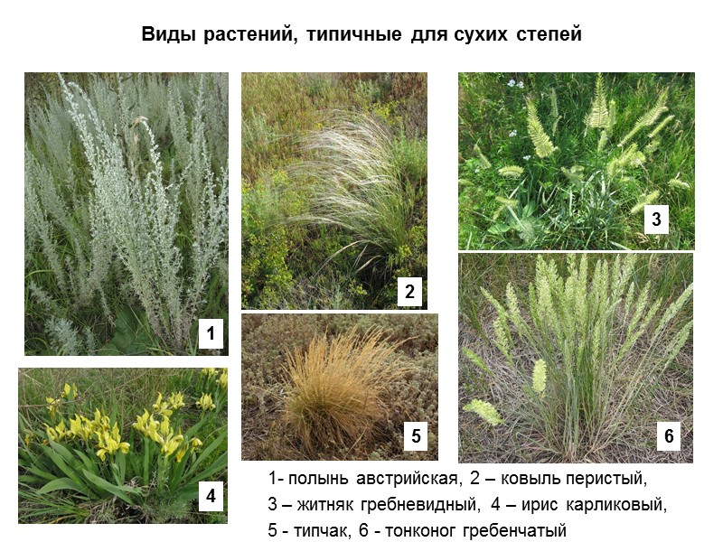 Виды растений, типичные для сухих степей      1- полынь австрийская,